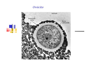 OvócitoOvócitoOvócitoOvócito
 