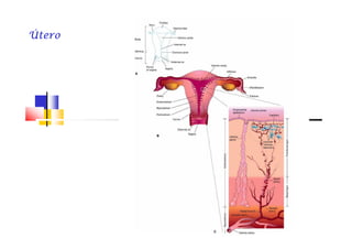 ÚteroÚteroÚteroÚteroÚteroÚteroÚteroÚtero
 