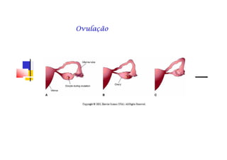 OvulaçãoOvulaçãoOvulaçãoOvulaçãoOvulaçãoOvulaçãoOvulaçãoOvulação
 