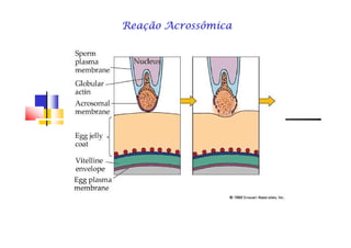 Reação AcrossômicaReação AcrossômicaReação AcrossômicaReação AcrossômicaReação AcrossômicaReação AcrossômicaReação AcrossômicaReação Acrossômica
 
