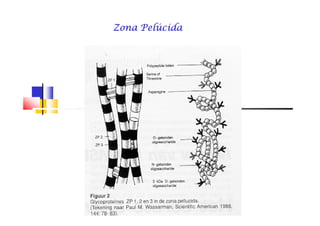 Zona PelúcidaZona PelúcidaZona PelúcidaZona PelúcidaZona PelúcidaZona PelúcidaZona PelúcidaZona Pelúcida
 