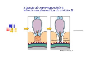Ligação do espermatozóide àLigação do espermatozóide àLigação do espermatozóide àLigação do espermatozóide àLigação do espermatozóide àLigação do espermatozóide àLigação do espermatozóide àLigação do espermatozóide à
membrana plasmática do ovócito IImembrana plasmática do ovócito IImembrana plasmática do ovócito IImembrana plasmática do ovócito IImembrana plasmática do ovócito IImembrana plasmática do ovócito IImembrana plasmática do ovócito IImembrana plasmática do ovócito II
 