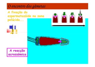O encontro dos gâmetasO encontro dos gâmetasO encontro dos gâmetasO encontro dos gâmetas
A fixação do
espermatozóide na zona
pelúcida...
A reacção
acrossómica
 