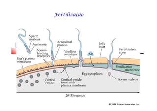 FertilizaçãoFertilizaçãoFertilizaçãoFertilizaçãoFertilizaçãoFertilizaçãoFertilizaçãoFertilização
 