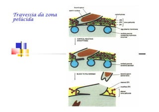 Travessia da zonaTravessia da zonaTravessia da zonaTravessia da zonaTravessia da zonaTravessia da zonaTravessia da zonaTravessia da zona
pelúcidapelúcidapelúcidapelúcidapelúcidapelúcidapelúcidapelúcida
 