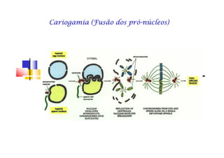 Cariogamia (Fusão dos próCariogamia (Fusão dos próCariogamia (Fusão dos próCariogamia (Fusão dos próCariogamia (Fusão dos próCariogamia (Fusão dos próCariogamia (Fusão dos próCariogamia (Fusão dos pró--------núcleos)núcleos)núcleos)núcleos)núcleos)núcleos)núcleos)núcleos)
 
