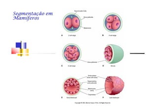Segmentação emSegmentação emSegmentação emSegmentação emSegmentação emSegmentação emSegmentação emSegmentação em
MamíferosMamíferosMamíferosMamíferosMamíferosMamíferosMamíferosMamíferos
 