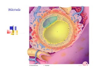BlástulaBlástulaBlástulaBlástulaBlástulaBlástulaBlástulaBlástula
 