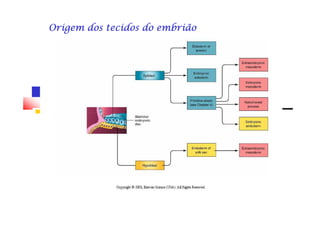 Origem dos tecidos do embriãoOrigem dos tecidos do embriãoOrigem dos tecidos do embriãoOrigem dos tecidos do embriãoOrigem dos tecidos do embriãoOrigem dos tecidos do embriãoOrigem dos tecidos do embriãoOrigem dos tecidos do embrião
 