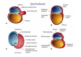 GastrulaçãoGastrulaçãoGastrulaçãoGastrulaçãoGastrulaçãoGastrulaçãoGastrulaçãoGastrulação
 