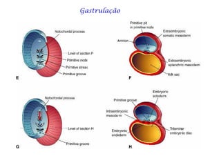 GastrulaçãoGastrulaçãoGastrulaçãoGastrulaçãoGastrulaçãoGastrulaçãoGastrulaçãoGastrulação
 