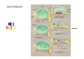 GastrulaçãoGastrulaçãoGastrulaçãoGastrulaçãoGastrulaçãoGastrulaçãoGastrulaçãoGastrulação
 