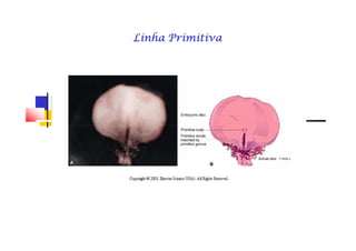 Linha PrimitivaLinha PrimitivaLinha PrimitivaLinha PrimitivaLinha PrimitivaLinha PrimitivaLinha PrimitivaLinha Primitiva
 