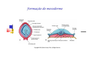 Formação do mesodermeFormação do mesodermeFormação do mesodermeFormação do mesodermeFormação do mesodermeFormação do mesodermeFormação do mesodermeFormação do mesoderme
 