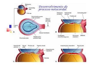 Desenvolvimento doDesenvolvimento doDesenvolvimento doDesenvolvimento doDesenvolvimento doDesenvolvimento doDesenvolvimento doDesenvolvimento do
processo notocordalprocesso notocordalprocesso notocordalprocesso notocordalprocesso notocordalprocesso notocordalprocesso notocordalprocesso notocordal
 