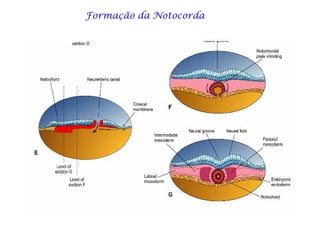 Formação da NotocordaFormação da NotocordaFormação da NotocordaFormação da NotocordaFormação da NotocordaFormação da NotocordaFormação da NotocordaFormação da Notocorda
 