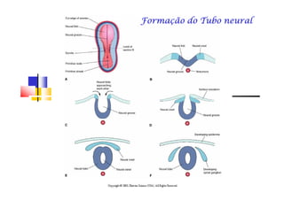 Formação do Tubo neuralFormação do Tubo neuralFormação do Tubo neuralFormação do Tubo neuralFormação do Tubo neuralFormação do Tubo neuralFormação do Tubo neuralFormação do Tubo neural
 
