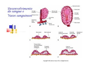 DesenvolvimentoDesenvolvimentoDesenvolvimentoDesenvolvimentoDesenvolvimentoDesenvolvimentoDesenvolvimentoDesenvolvimento
do sangue edo sangue edo sangue edo sangue edo sangue edo sangue edo sangue edo sangue e
Vasos sanguíneosVasos sanguíneosVasos sanguíneosVasos sanguíneosVasos sanguíneosVasos sanguíneosVasos sanguíneosVasos sanguíneos
 