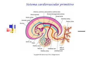 Sistema cardiovascular primitivoSistema cardiovascular primitivoSistema cardiovascular primitivoSistema cardiovascular primitivoSistema cardiovascular primitivoSistema cardiovascular primitivoSistema cardiovascular primitivoSistema cardiovascular primitivo
 