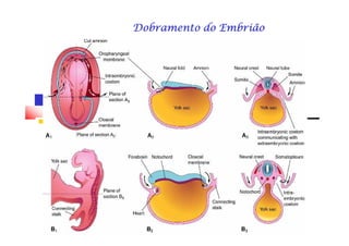 Dobramento do EmbriãoDobramento do EmbriãoDobramento do EmbriãoDobramento do EmbriãoDobramento do EmbriãoDobramento do EmbriãoDobramento do EmbriãoDobramento do Embrião
 