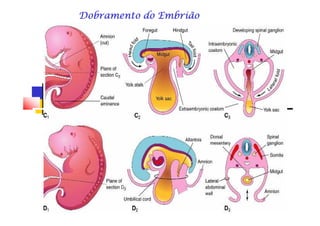 Dobramento do EmbriãoDobramento do EmbriãoDobramento do EmbriãoDobramento do EmbriãoDobramento do EmbriãoDobramento do EmbriãoDobramento do EmbriãoDobramento do Embrião
 