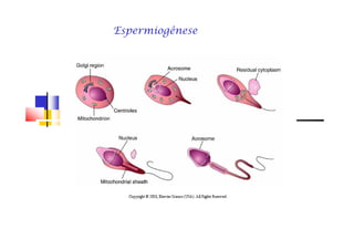 EspermiogêneseEspermiogênese
 