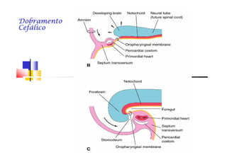 DobramentoDobramentoDobramentoDobramentoDobramentoDobramentoDobramentoDobramento
CefálicoCefálicoCefálicoCefálicoCefálicoCefálicoCefálicoCefálico
 