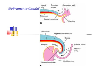 Dobramento CaudalDobramento CaudalDobramento CaudalDobramento CaudalDobramento CaudalDobramento CaudalDobramento CaudalDobramento Caudal
 