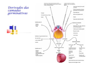 Derivados dasDerivados dasDerivados dasDerivados dasDerivados dasDerivados dasDerivados dasDerivados das
camadascamadascamadascamadascamadascamadascamadascamadas
germinativasgerminativasgerminativasgerminativasgerminativasgerminativasgerminativasgerminativas
 