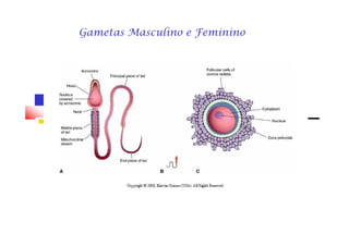 Gametas Masculino e Feminino
 