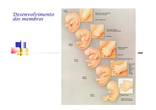 DesenvolvimentoDesenvolvimentoDesenvolvimentoDesenvolvimentoDesenvolvimentoDesenvolvimentoDesenvolvimentoDesenvolvimento
dos membrosdos membrosdos membrosdos membrosdos membrosdos membrosdos membrosdos membros
 