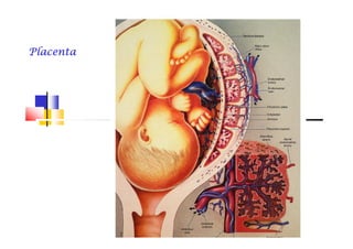 PlacentaPlacentaPlacentaPlacentaPlacentaPlacentaPlacentaPlacenta
 