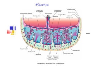PlacentaPlacentaPlacentaPlacentaPlacentaPlacentaPlacentaPlacenta
 