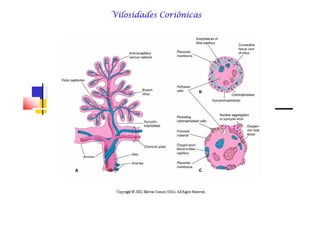 Vilosidades CoriônicasVilosidades CoriônicasVilosidades CoriônicasVilosidades CoriônicasVilosidades CoriônicasVilosidades CoriônicasVilosidades CoriônicasVilosidades Coriônicas
 