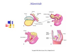 AlantóideAlantóideAlantóideAlantóideAlantóideAlantóideAlantóideAlantóide
 