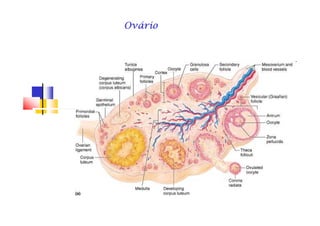 OvárioOvárioOvárioOvárioOvárioOvárioOvárioOvário
 