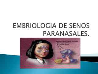 EMBRIOLOGIA DE SENOS PARANASALES. 