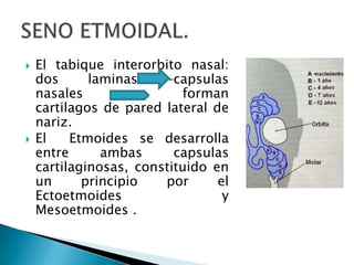 El tabique interorbito nasal: dos laminas –capsulas nasales             forman cartilagos de pared lateral de nariz.El  Etmoides se desarrolla entre ambas capsulas cartilaginosas, constituido en un principio por el Ectoetmoides y  Mesoetmoides .SENO ETMOIDAL.