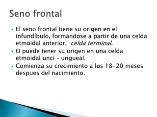El seno frontal tiene su origen en el infundíbulo, formándose a partir de una celda etmoidal anterior,  celda terminal.O puede tener su origen en una celda etmoidal unci – ungueal.Comienza su crecimiento a los 18-20 meses despues del nacimiento.Seno frontal 
