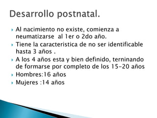 Al nacimiento no existe, comienza a neumatizarse  al 1er o 2do año.Tiene la caracteristica de no ser identificable  hasta 3 años .A los 4 años esta y bien definido, terninando de formarse por completo de los 15-20 añosHombres:16 años Mujeres :14 añosDesarrollo postnatal.