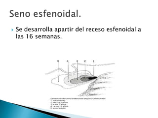 Se desarrolla apartir del receso esfenoidal a las 16 semanas.Seno esfenoidal.
