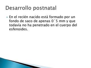 En el recién nacido está formado por un fondo de saco de apenas 0´5 mm y que todavía no ha penetrado en el cuerpo del esfenoides.Desarrollo postnatal