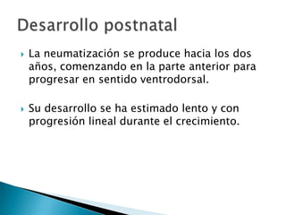 La neumatización se produce hacia los dos años, comenzando en la parte anterior para progresar en sentido ventrodorsal.Su desarrollo se ha estimado lento y con progresión lineal durante el crecimiento.Desarrollo postnatal