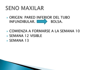 ORIGEN: PARED INFERIOR DEL TUBO INFUNDIBULAR.              BOLSA.COMIENZA A FORMARSE A LA SEMANA 10 SEMANA 12 VISIBLESEMANA 13 SENO MAXILAR