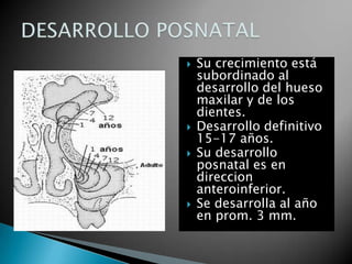 Su crecimiento está subordinado al desarrollo del hueso maxilar y de los dientes.Desarrollo definitivo 15-17 años.Su desarrollo posnatal es en direccionanteroinferior.Se desarrolla al año en prom. 3 mm.DESARROLLO POSNATAL