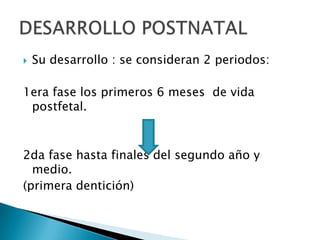 Su desarrollo : se consideran 2 periodos:1era fase los primeros 6 meses  de vida postfetal.2da fase hasta finales del segundo año y medio.(primera dentición)DESARROLLO POSTNATAL