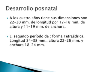 A los cuatro años tiene sus dimensiones son  22-30 mm. de longitud por 12-18 mm. de altura y 11-19 mm. de anchura.El segundo período de : forma Tetraédrica. Longitud 34-38 mm., altura 22-26 mm. y anchura 18-24 mm.Desarrollo posnatal