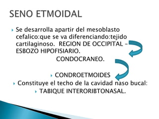 Se desarrolla apartir del mesoblastocefalico:que se va diferenciando:tejido cartilaginoso.  REGION DE OCCIPITAL – ESBOZO HIPOFISIARIO.          CONDOCRANEO.CONDROETMOIDESConstituye el techo de la cavidad naso bucal:TABIQUE INTERORIBTONASAL.SENO ETMOIDAL