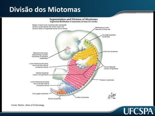 Divisão dos Miótomos
Fonte: Netter, Atlas of Embriology
 