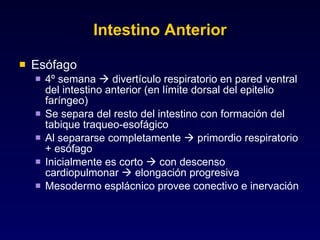 Intestino Anterior Esófago 4º semana    divertículo respiratorio en pared ventral del intestino anterior (en límite dorsal del epitelio faríngeo) Se separa del resto del intestino con formación del tabique traqueo-esofágico Al separarse completamente    primordio respiratorio + esófago Inicialmente es corto    con descenso cardiopulmonar    elongación progresiva Mesodermo esplácnico provee conectivo e inervación 